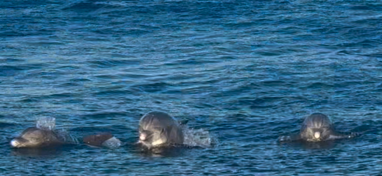Dolphin and Manatee Tour