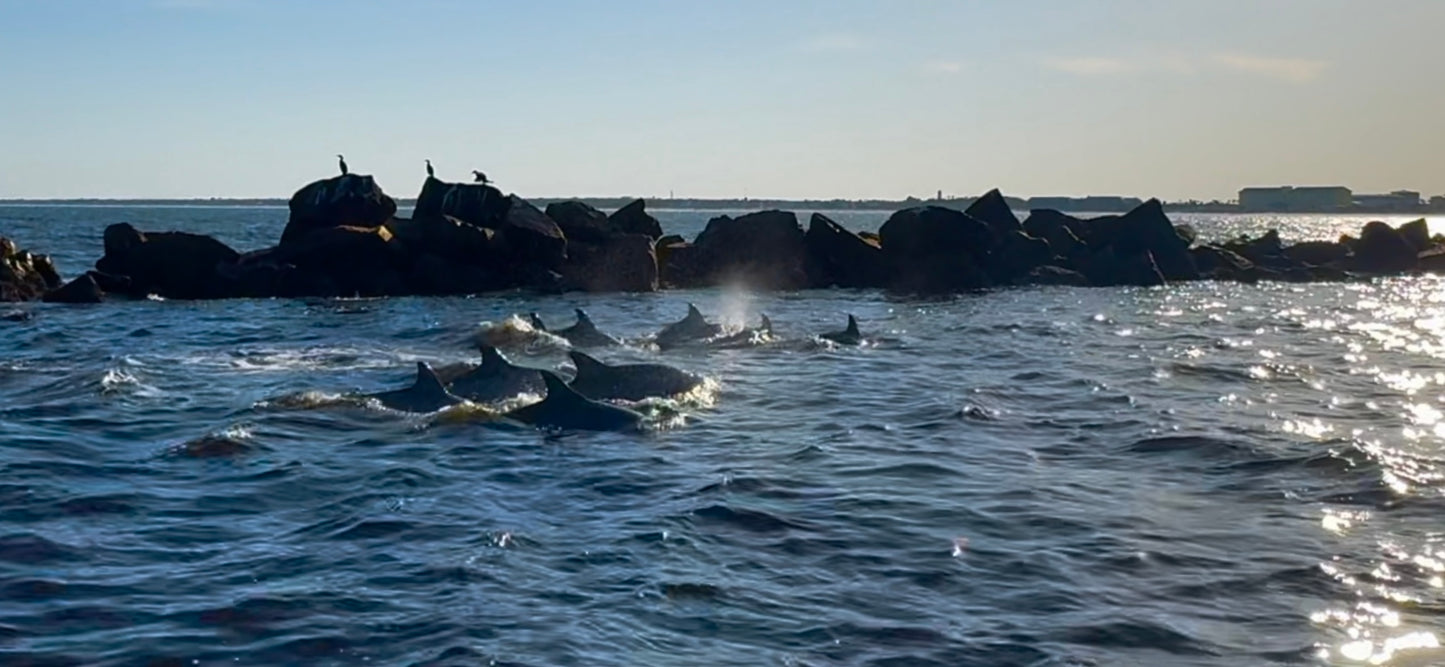 Dolphin and Manatee Tour