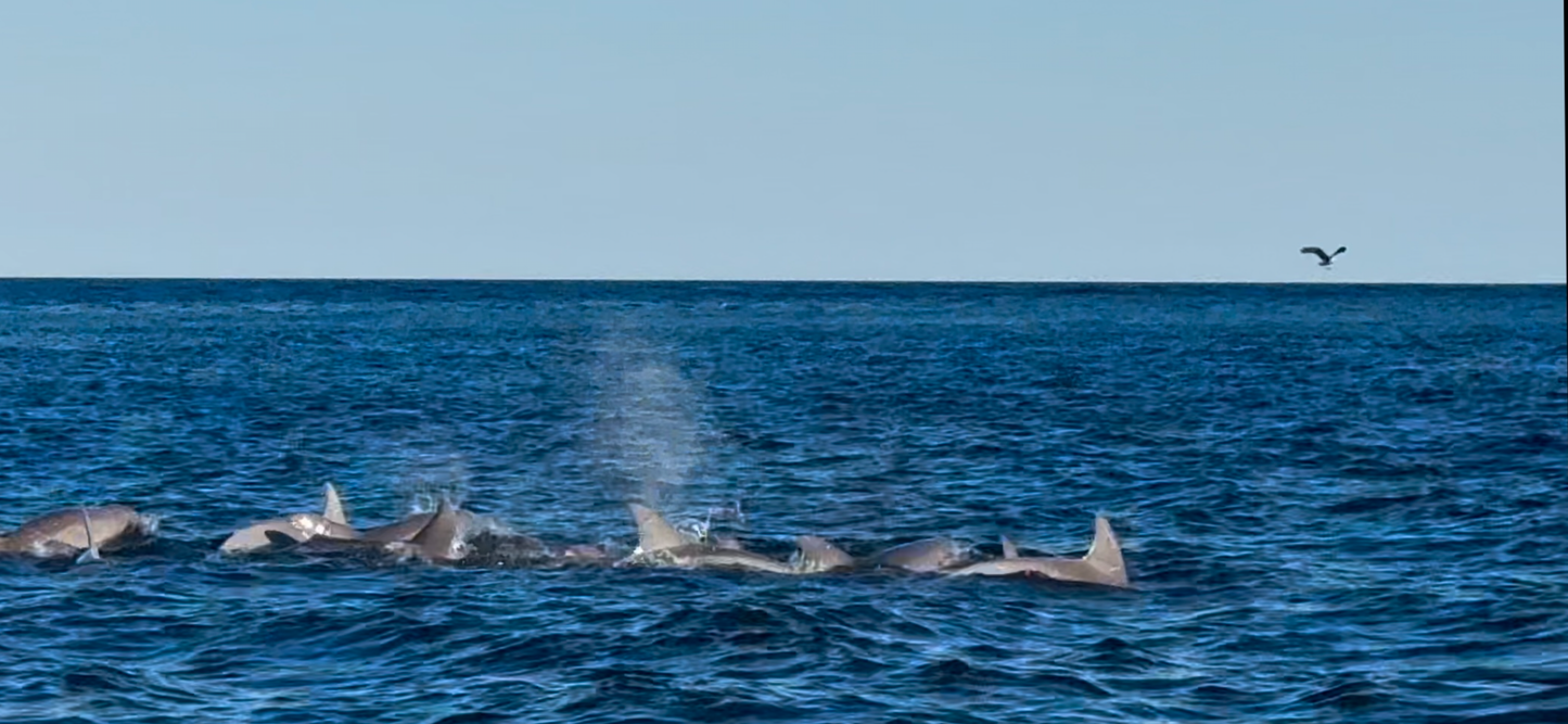 Dolphin and Manatee Tour