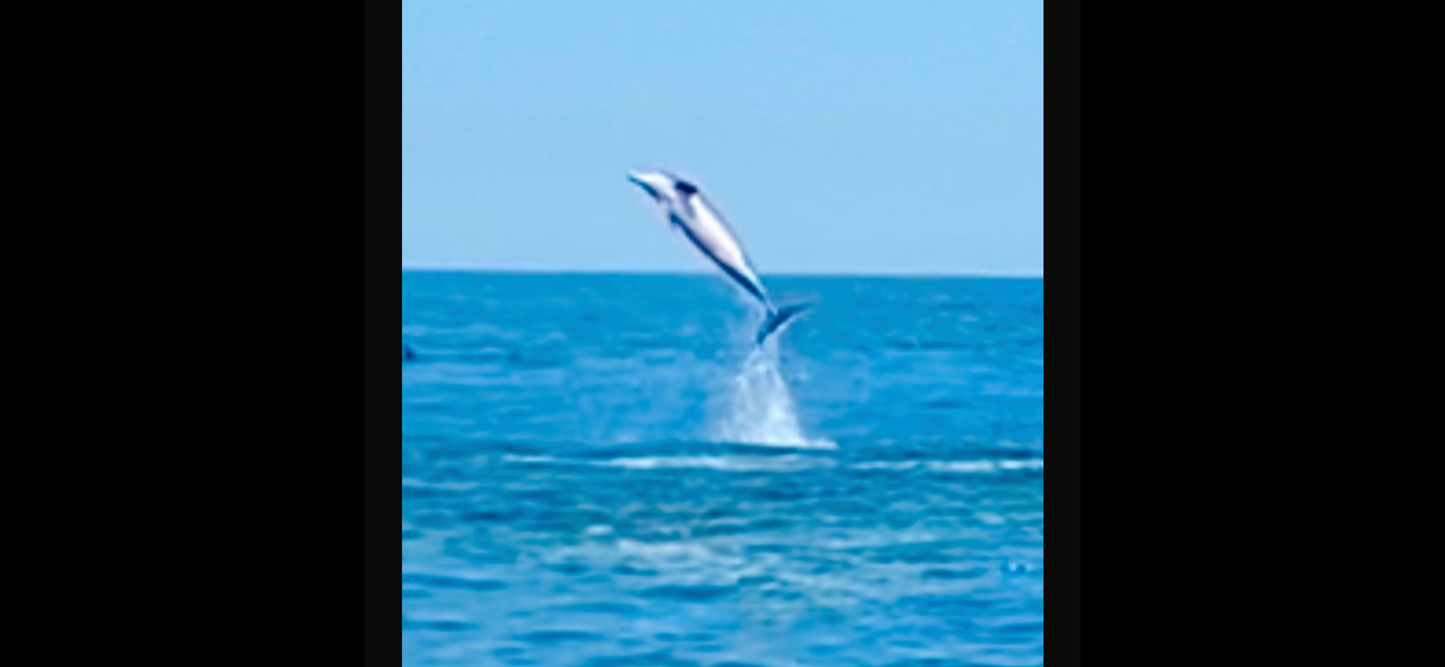 Dolphin and Manatee Tour