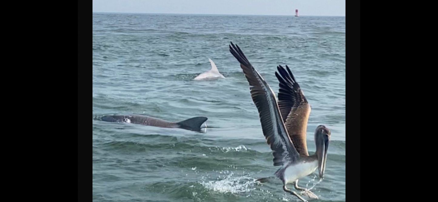 Dolphin and Manatee Tour