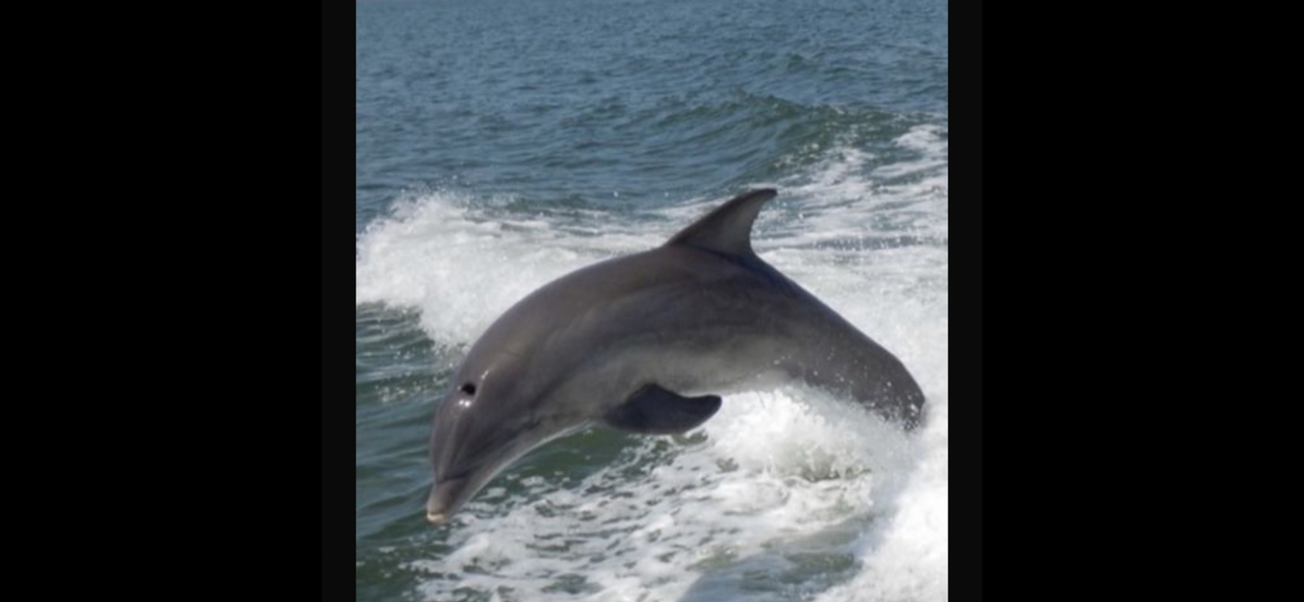 Dolphin and Manatee Tour