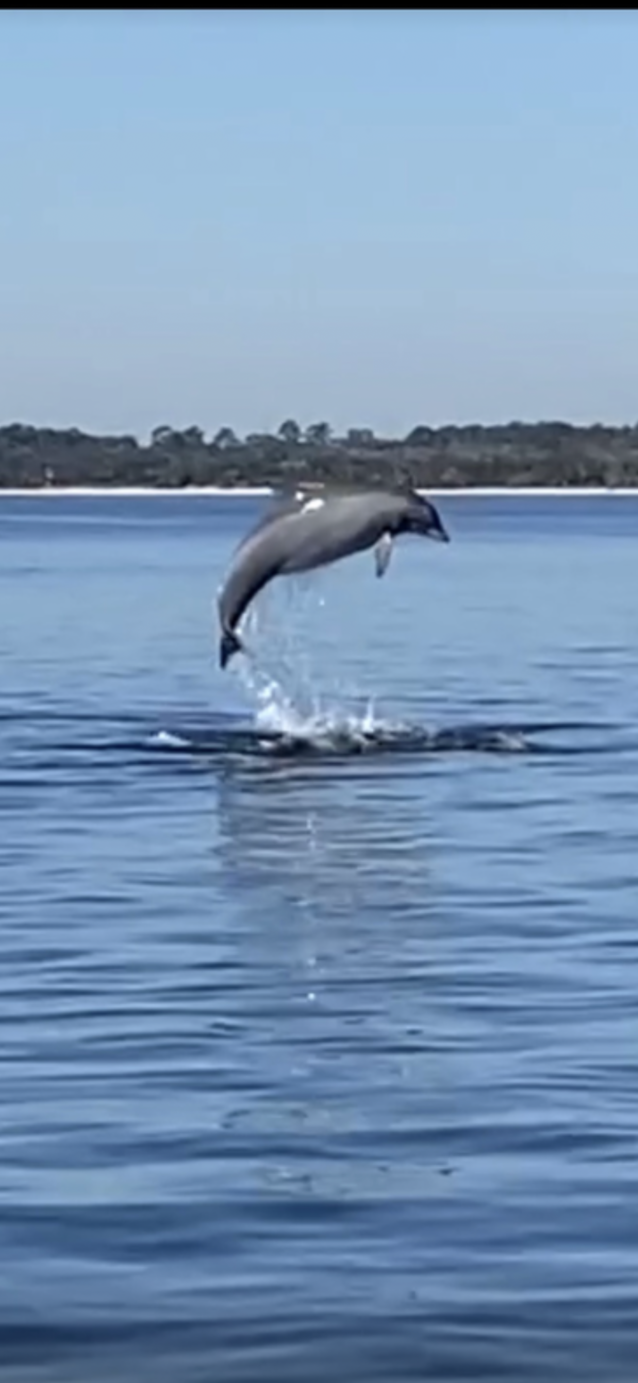 Dolphin and Manatee Tour