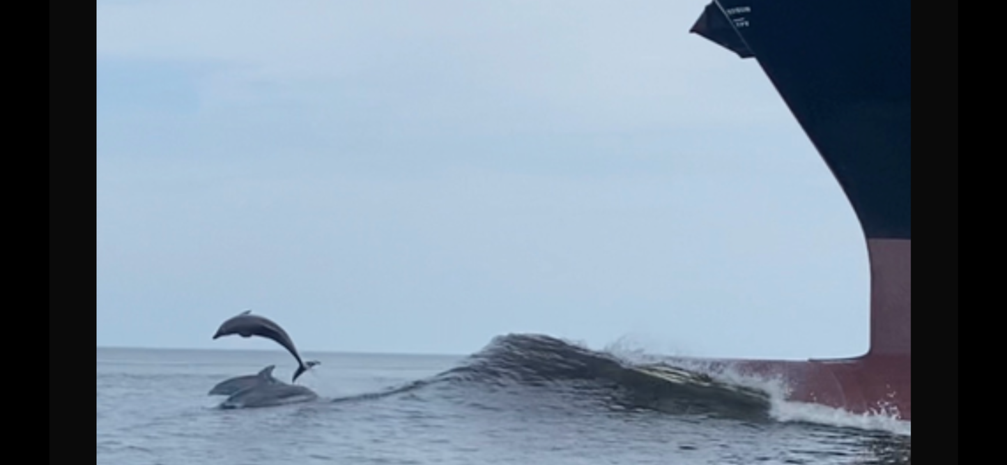 Dolphin and Manatee Tour