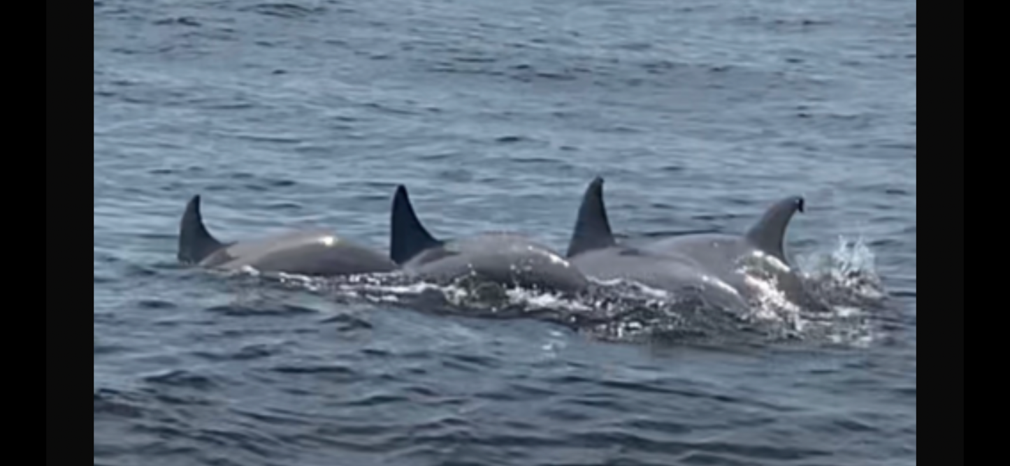 Dolphin and Manatee Tour