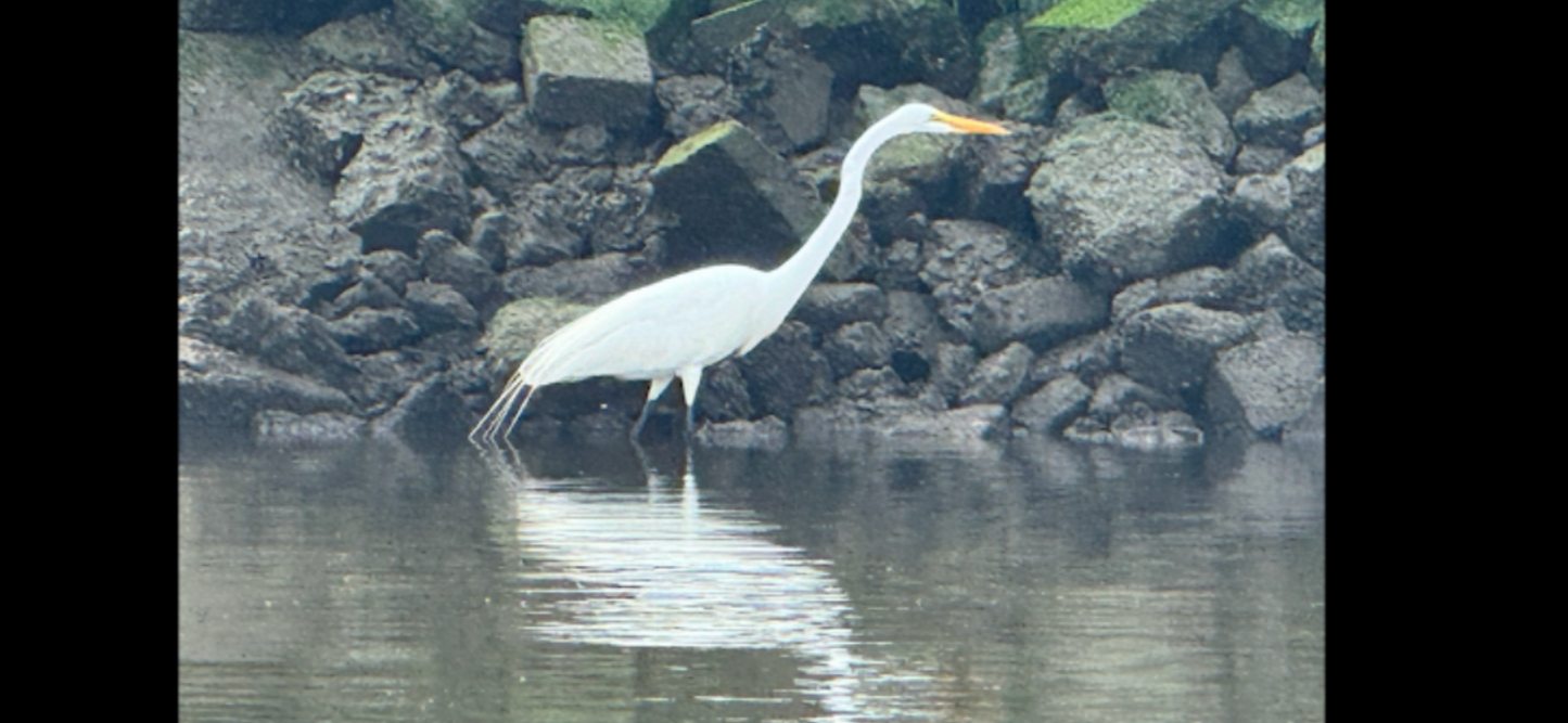 Dolphin and Manatee Tour