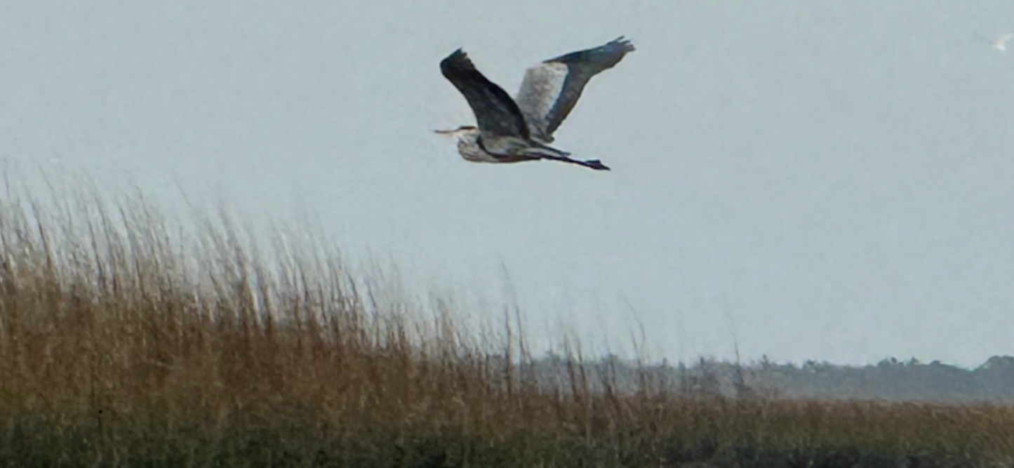 Dolphin and Manatee Tour