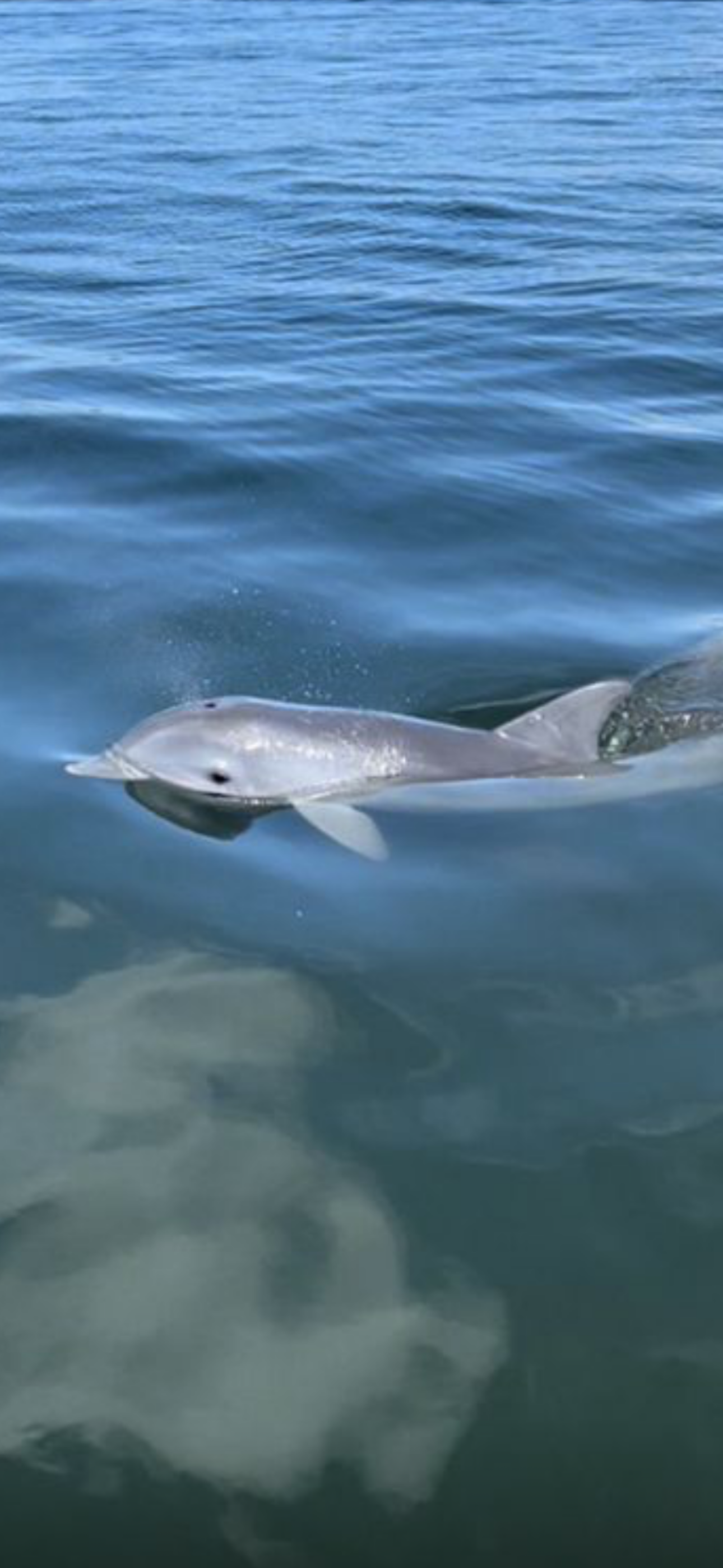 Dolphin and Manatee Tour