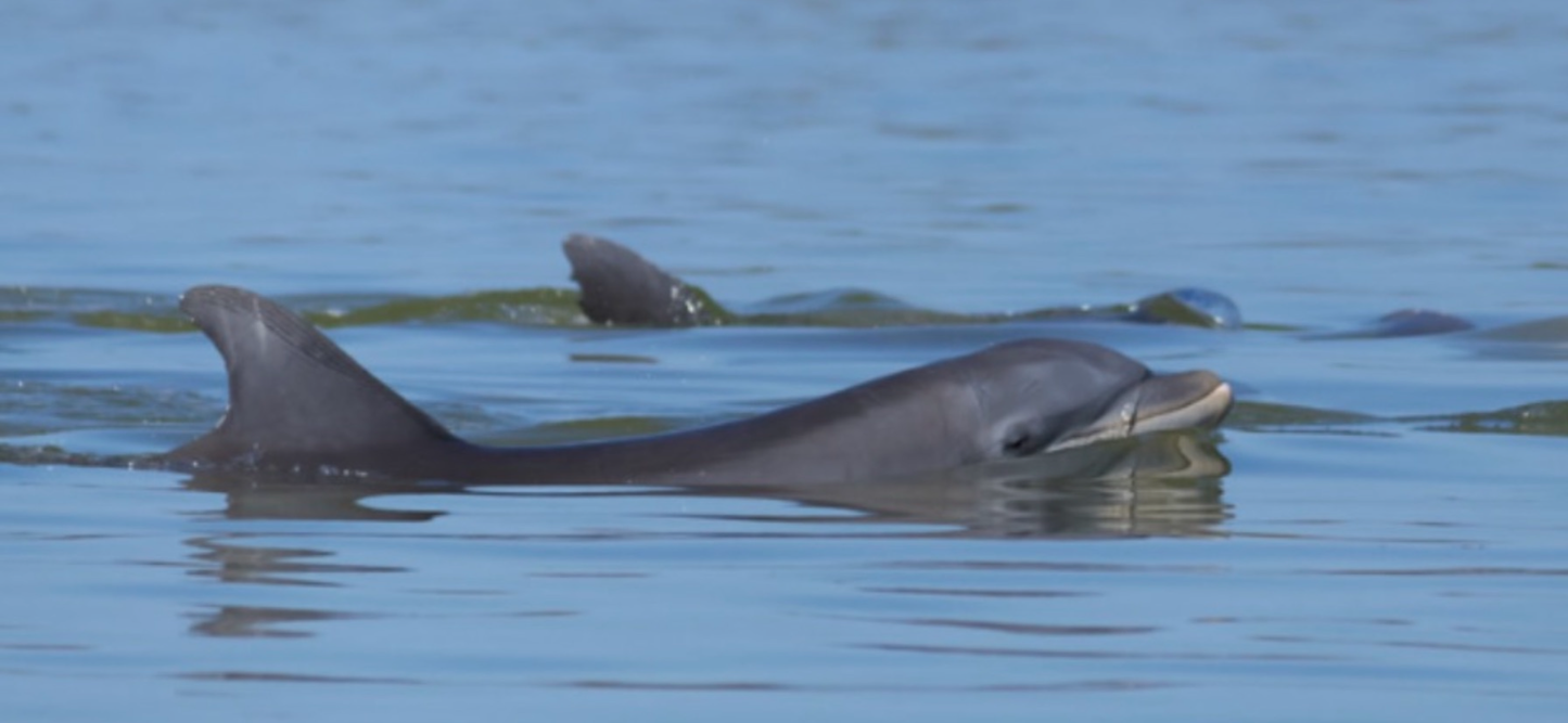 Dolphin and Manatee Tour