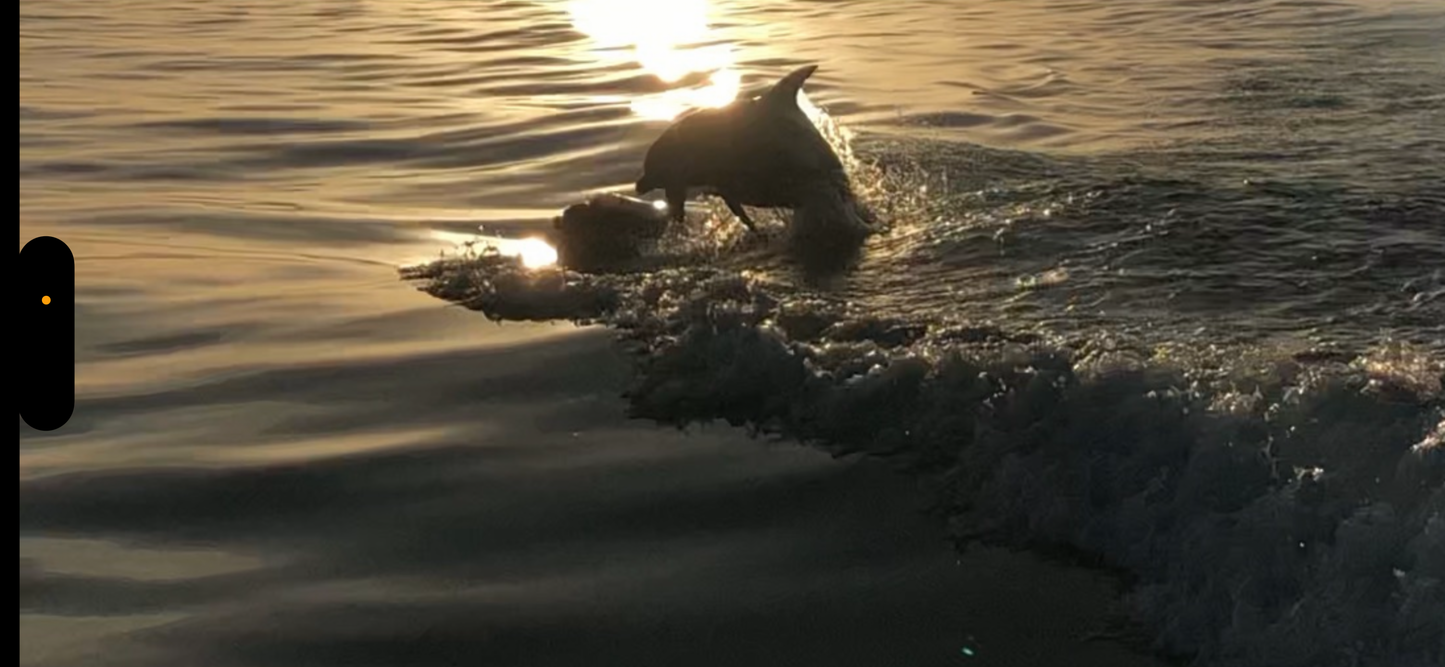 Dolphin and Manatee Tour