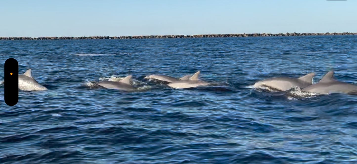 Dolphin and Manatee Tour