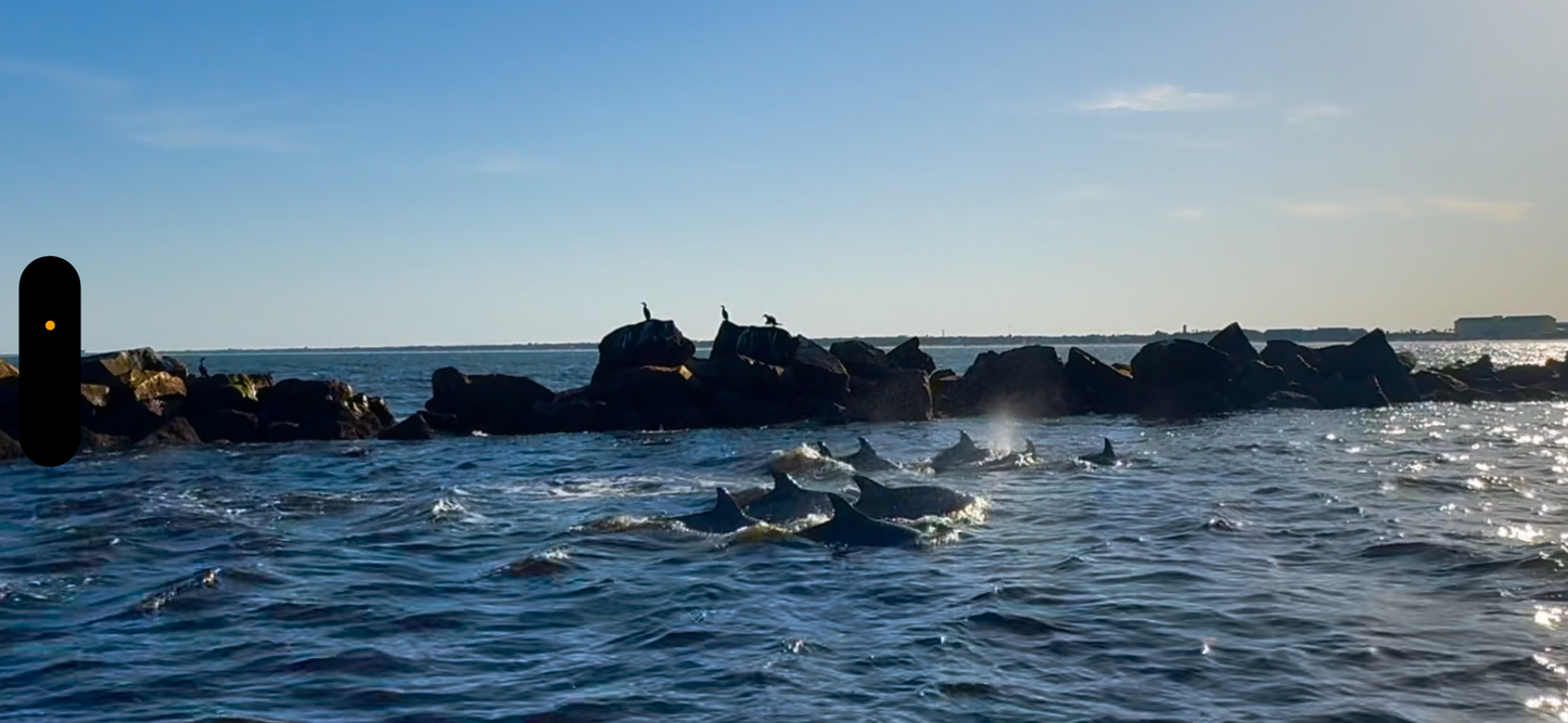 Dolphin and Manatee Tour