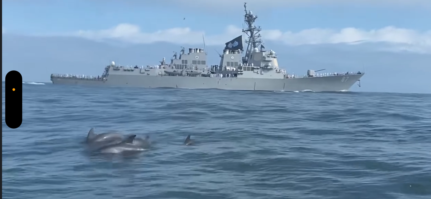 Dolphin and Manatee Tour