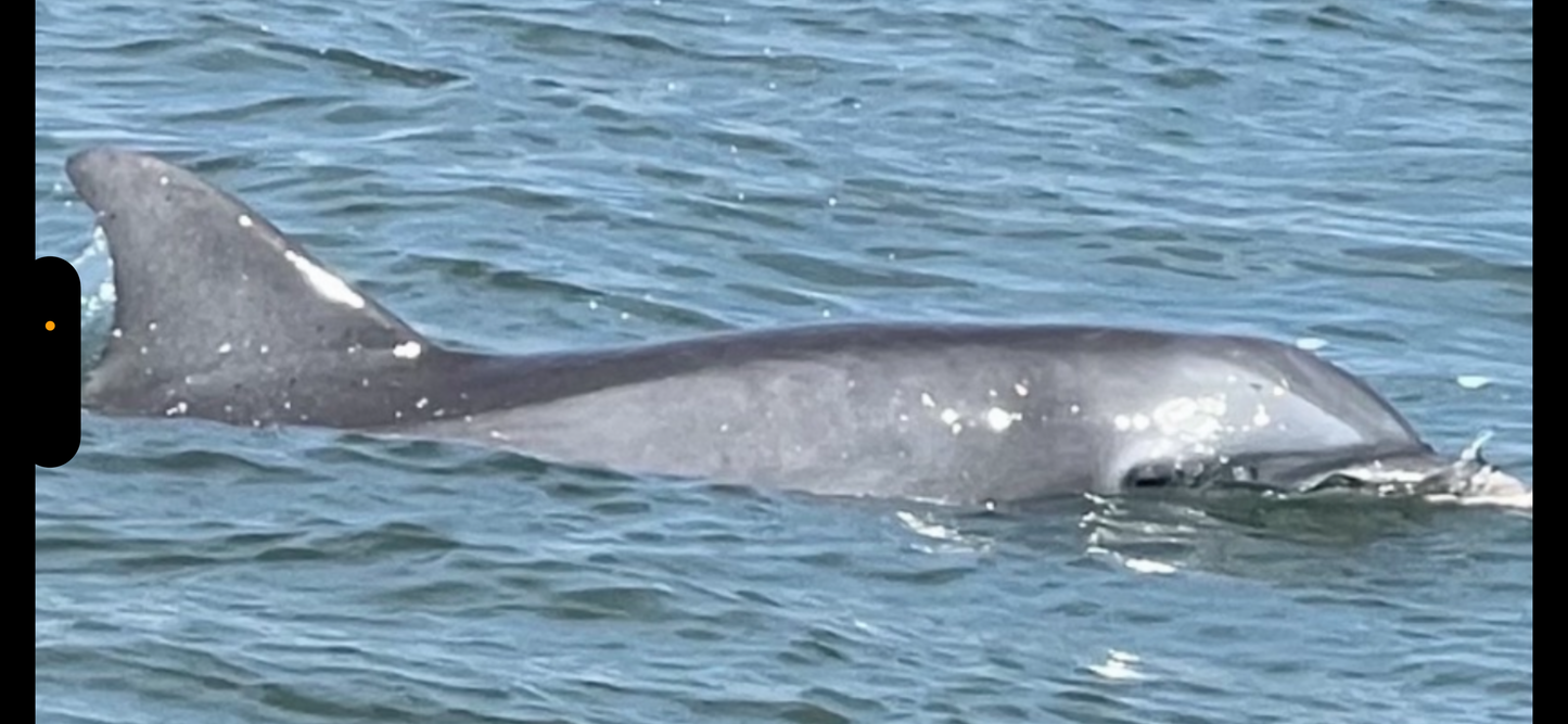Dolphin and Manatee Tour