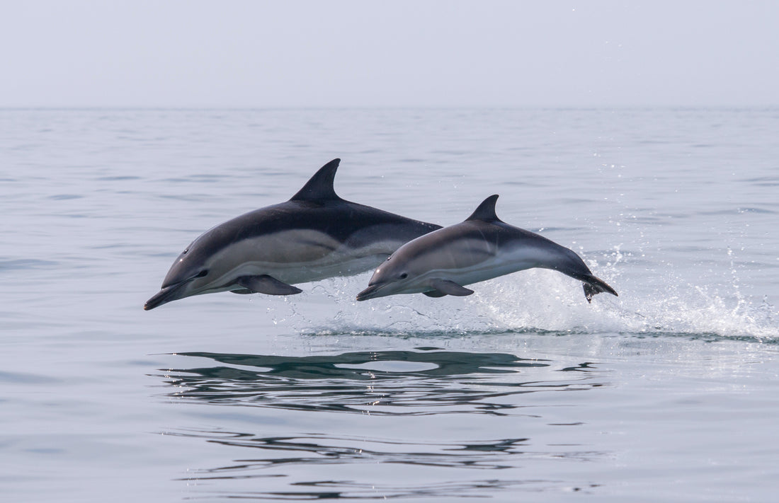 Dolphin Tours Jacksonville, Florida