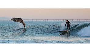 Surfing with the Dolphins